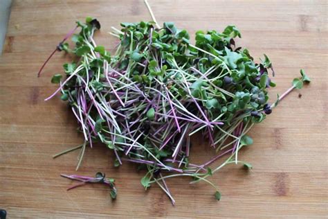 Growing Microgreens Indoors [Easy Indoor Gardening] | Family Food Garden