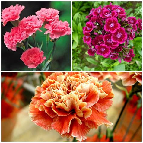 Carnations. A history and meaning of the flower