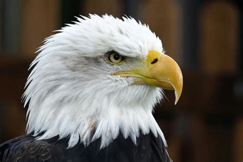 Free stock photo of animal, avian, bald eagle