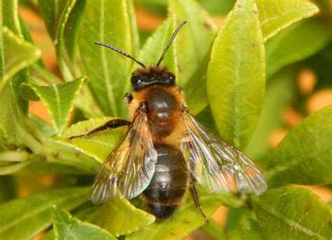 Chocolate Mining Bee Andrena scotica - BRITISH NATURE GUIDE