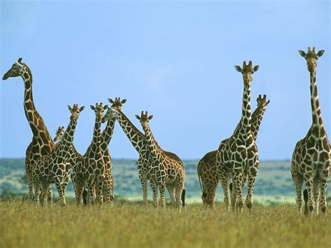 Giraffe - A Message from one of our Spirit Animals