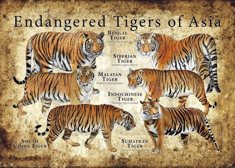 Tiger Conservation Poster