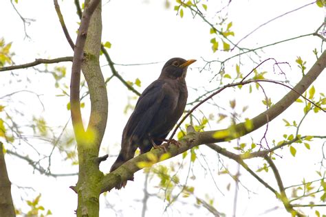 Eurasian Blackbird | Black bird, Animals, Birds