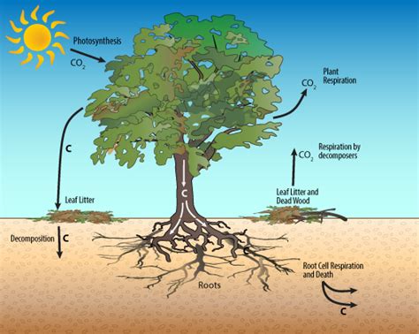 1A: Trees - The Carbon Storage Experts!