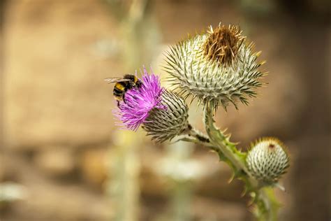 Scotland Traditional Flower | Best Flower Site