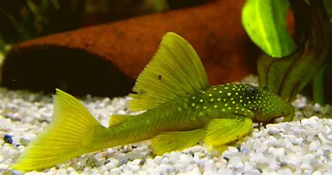 Green Phantom Pleco L200: A Complete Guide (For Beginners)