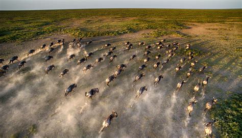 Photograph Wildebeest migration