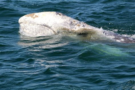 Aquarium of the Pacific | Aquarium Blog | Still Time To See The Gray Whales