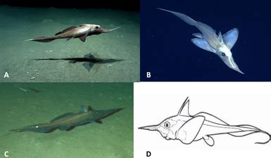 Chimaeriformes - Atlas de Morfotipos de la Megafauna Abisal del Archipiélago Revillagigedo