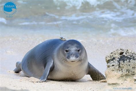 Waikīkī’s Year of the Monk Seal | Hawaii Public Radio