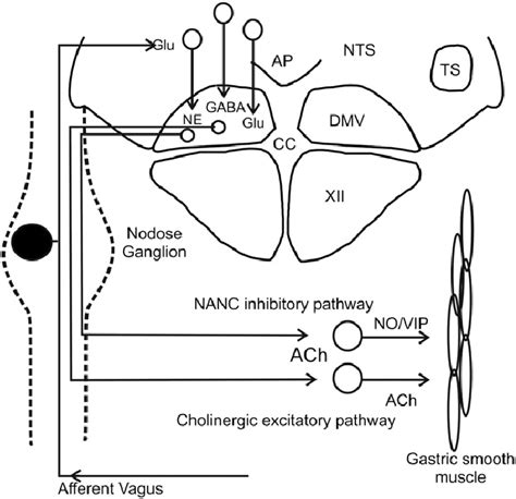 Schematic diagram illustrating vago-vagal reflex control of the... | Download Scientific Diagram