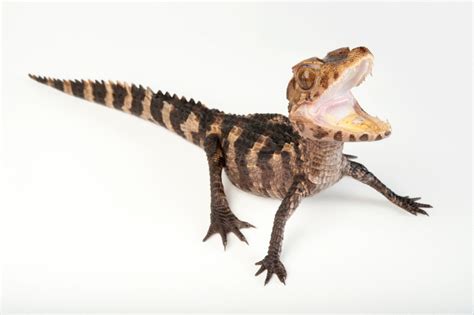 Juvenile Cuvier's Dwarf Caiman (Paleosuchus palpebrosus) - Joel Sartore