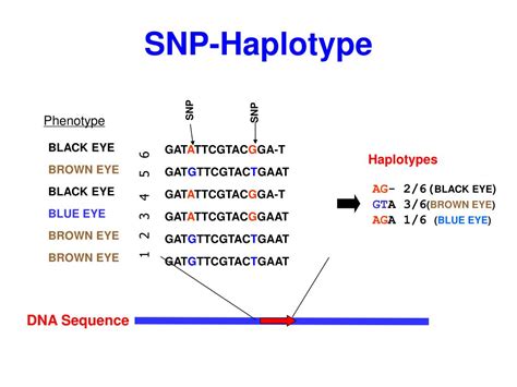 PPT - Single Nucleotide Polymorphisms (SNPs), Haplotypes, Linkage Disequilibrium, and the Human ...