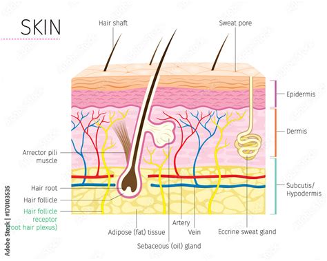 Human Anatomy, Skin And Hair Diagram, Integumentary System Stock Vector | Adobe Stock