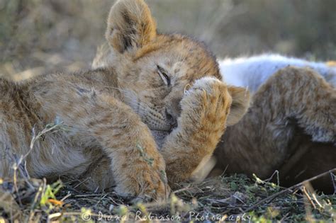 Sleeping lion cubs, Serengeti, Tanzania | Two lion cubs slee… | Flickr