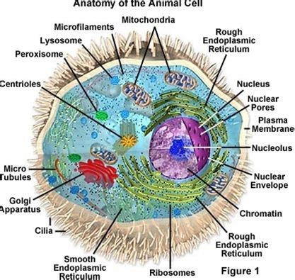 Anatomy of an animal cell | Celula eucariota, Eucariota, Celulas ...