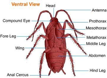 Morphology and anatomy of cockroach - BIOLOGY4ISC