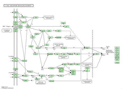 KEGG PATHWAY: T cell receptor signaling pathway - Homo sapiens (human)