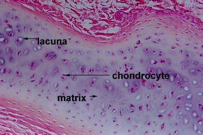 anatomy gross anatomy physiology cells cytology cell physiology organelles tissues histology ...