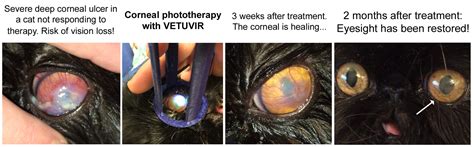 Effective treatment of corneal ulcers in cats using VETUVIR