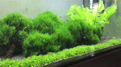 Java Moss Carpet - Carpet Vidalondon