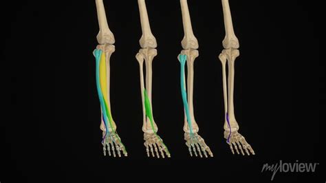 Medical illustration of anterior muscles of the leg (dorsiflexors) • wall stickers toe, shinbone ...