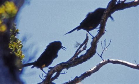 eBird Checklist - 6 Jun 1975 - Sincock's Camp - 2 species