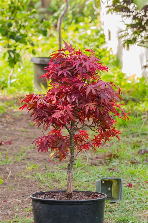 Acer Palmatum Shaina... My brother gave me this AWESOME Japanese Red ...