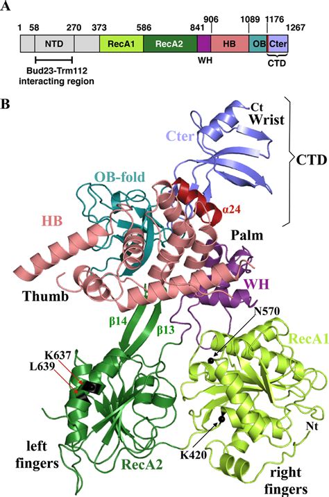 Protein domain organization and atomic structure of S. cerevisiae Dhr1 ...