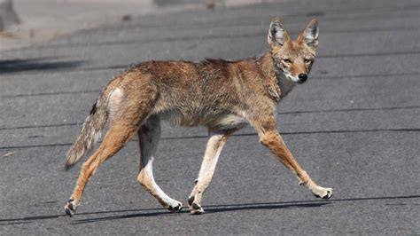 What’s Up With All the Coyote Sightings? It’s Mating Season. No Need To ...