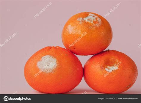 A set of rotten moldy oranges, tangerines on pink background. A photo of the growing mold. Food ...