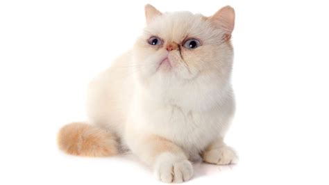 EXOTIC SHORTHAIR CAT PERSONALITY AND BREED (ALL YOU NEED TO KNOW ...