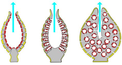 Biology – Phylum-Porifera | askIITians