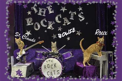 Rock Cats - IMPACT ENTERTAINMENT