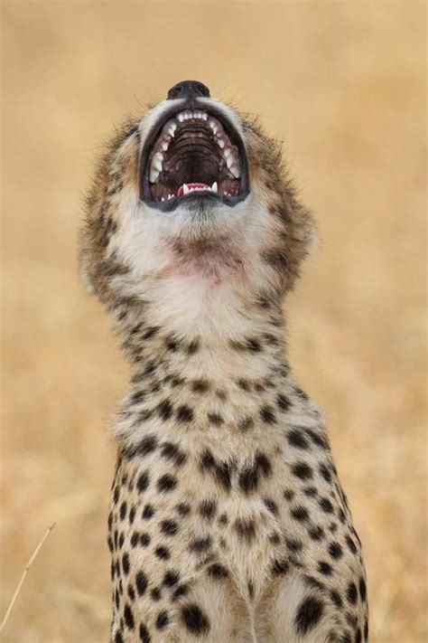 What's so funny? Photographers' hilarious collection of animals ...