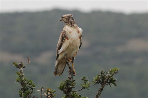 Aquila spilogaster (African Hawk-Eagle) – juvenile