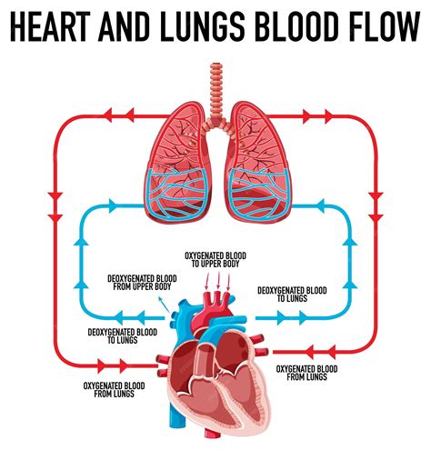 Heart And Lungs Diagram