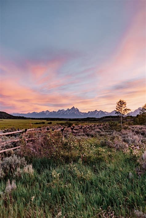 Native Plant Guide - Rocky Mountains — Good Natured Gardener