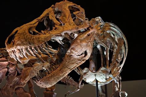 Tyrannosaurus Rex Fossil Stock Photo - Image: 60208472