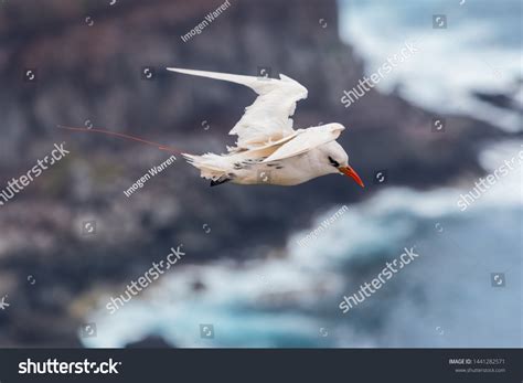 470 Norfolk island wildlife Images, Stock Photos & Vectors | Shutterstock