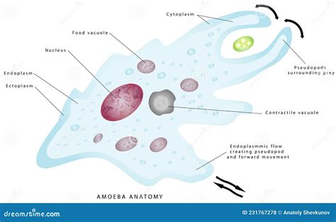 Anatomy Of An Amoeba Vector Illustration | CartoonDealer.com #231767278