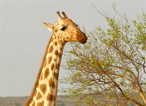 The West African Giraffe - Home