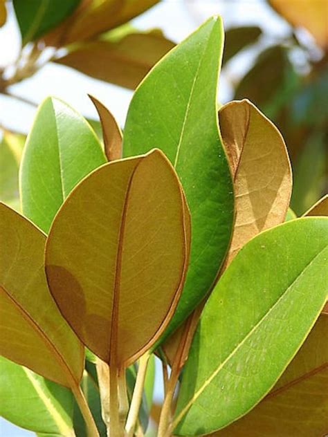 10 SOUTHERN MAGNOLIA TREE 12 White Flowers Native | Etsy