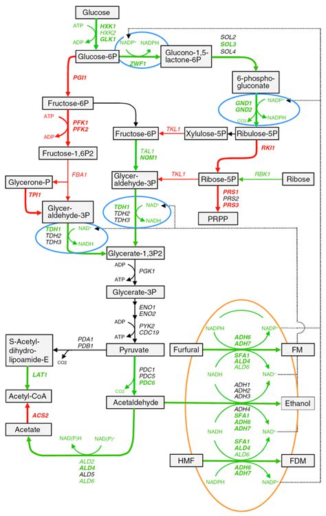 Metabolic Pathways