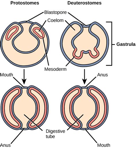 Embryological Development | Biology for Majors II