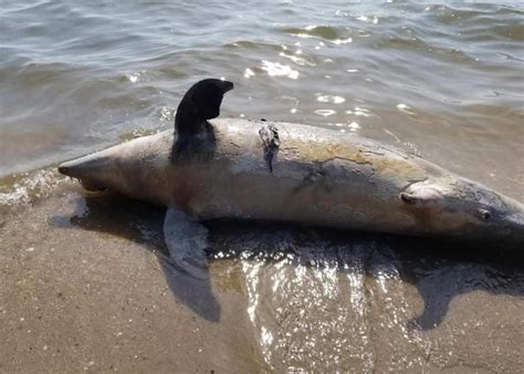 Dead Dolphin Found on Calvert County Beach - Southern Maryland News Net ...