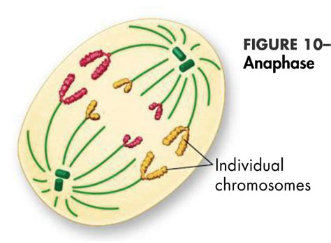 Anaphase Diagram | Quizlet