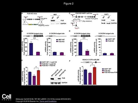 FUS Regulates Activity of MicroRNA-Mediated Gene Silencing - ppt download