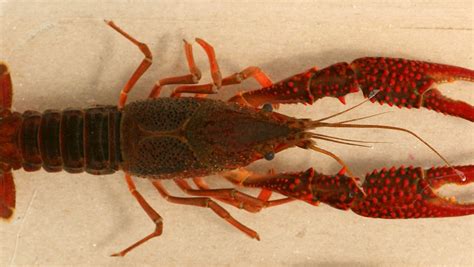 Invasive crayfish reported in 2 bodies of water in Michigan