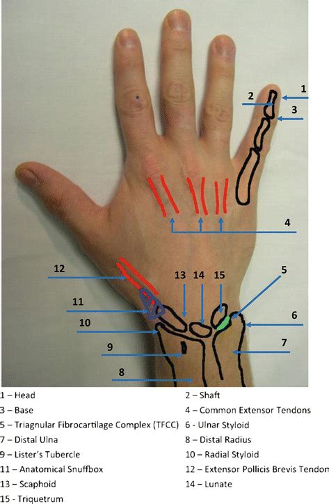 The Hand and Wrist | Musculoskeletal Key